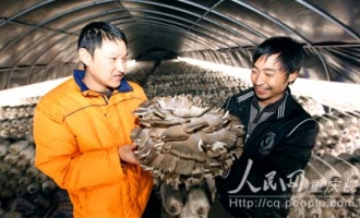 铜梁惊现罕见平菇 ()