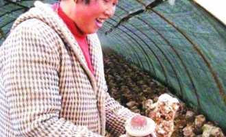 合肥市包河区产业调整：不种油菜种香菇 ()