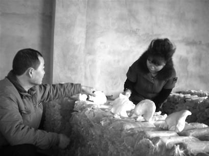 双流试种白灵菇成功 每斤卖60元(图)