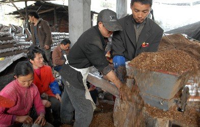 玉米芯秸秆不再是废物用它们可栽出有机香菇