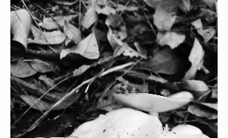 深圳毒蘑菇遍山间 市民食用8人中毒3人病危(图)