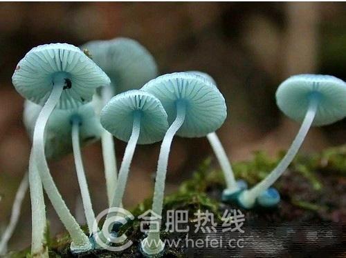 点击查看上一张 塔斯马尼亚岛的炫蓝蘑菇