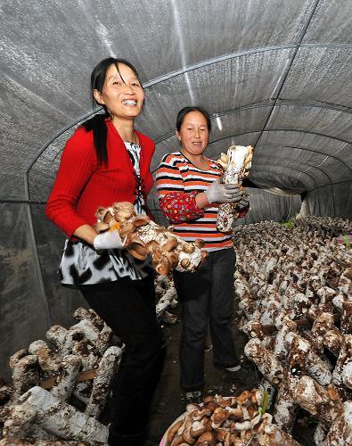 看到香菇长势好,青川县三锅乡农民在现代农业园区Manbetx体育手机版V17版本发布.官网安卓网.香港栽培大棚里笑了(4月18日摄)。新华社记者 何俊昌 摄