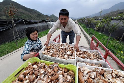 青川县三锅乡农民在装运香菇(4月18日摄)。新华社记者 何俊昌 摄