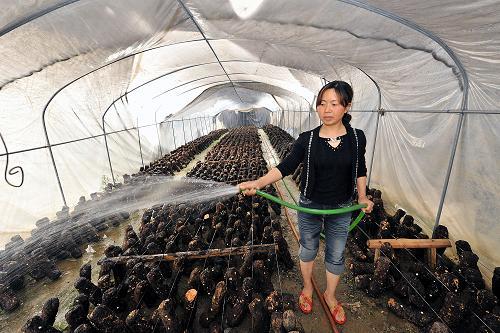 青川县三锅乡农民在现代农业园区Manbetx体育手机版V17版本发布.官网安卓网.香港栽培大棚里为刚栽培的香菇苗浇水(4月18日摄)。新华社记者 何俊昌 摄