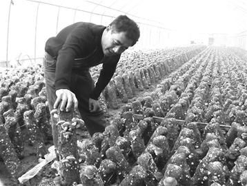 种香菇 这些环节莫忽视(图)