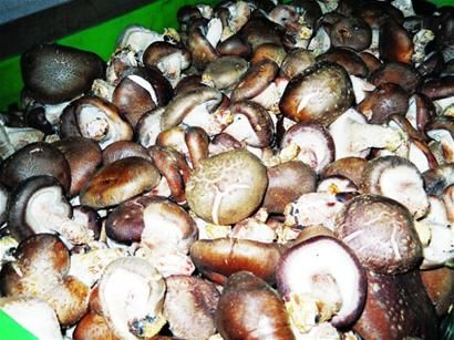 菜贩为赚昧心钱泡出&ldquo;注水菇&rdquo;一斤鲜香菇至少&ldquo;被喝&rdquo;二两水(组图)