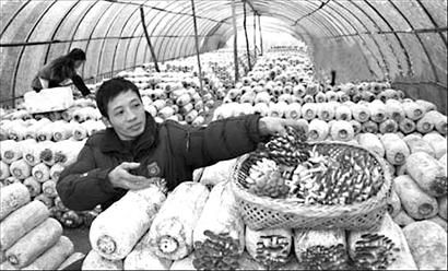 菇场老了不用愁 焕发生机有妙招(图)