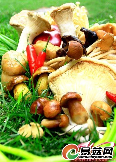 北京国贸饭店东方餐厅“蘑菇当季”