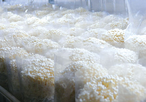 公司金针菇长势喜人