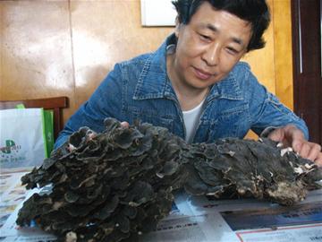 登山摔跤摔出“灵芝”