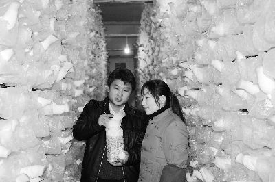 农民分拣双孢菇