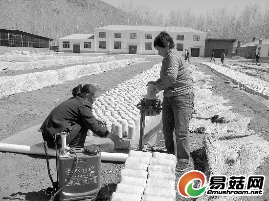 扎兰屯黑木耳闻名遐迩