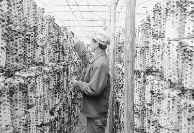 东宁棚室立体栽培黑木耳试验成功