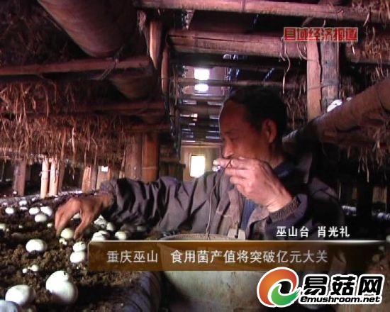 重庆巫山：ManBetX体育产值将突破亿元大关。