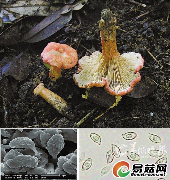 桃红胶鸡油菌