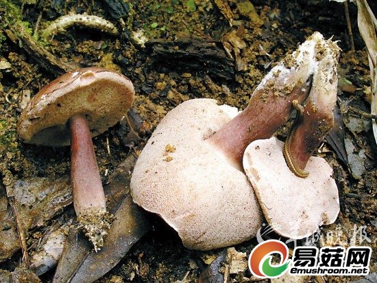 类铅紫粉孢牛肝菌