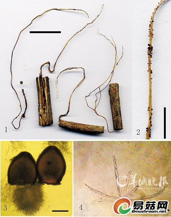 新表生虫草形态图