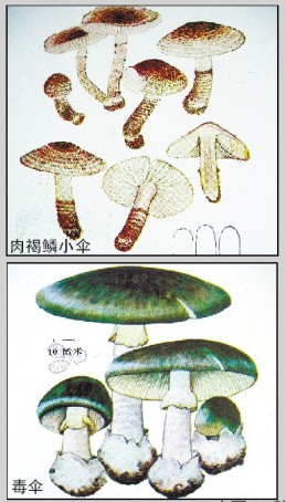 广西卫生部门提醒:蘑菇好吃须细辨 防中毒莫乱采