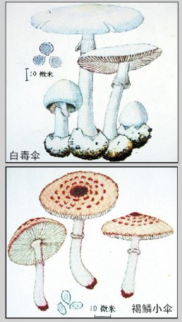 广西卫生部门提醒:蘑菇好吃须细辨 防中毒莫乱采