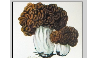 广西卫生部门提醒：蘑菇好吃须细辨　 防治中毒莫乱采