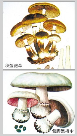 广西卫生部门提醒:蘑菇好吃须细辨 防中毒莫乱采