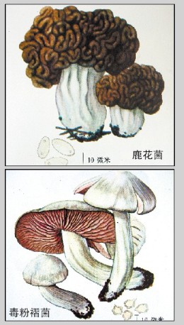 广西10种常见的剧毒蘑菇。自治区疾控中心提供