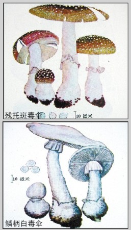 广西卫生部门提醒:蘑菇好吃须细辨 防中毒莫乱采