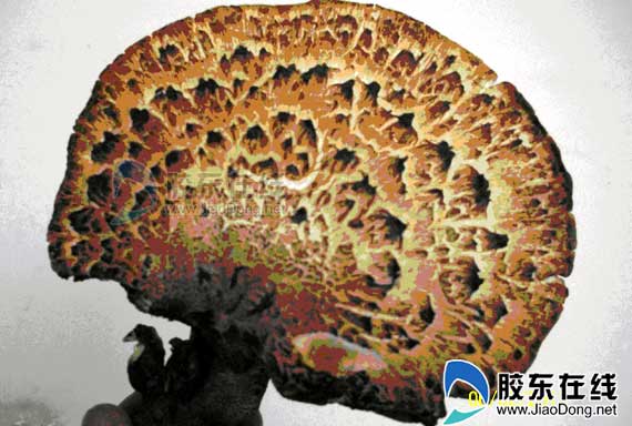 漂亮蘑菇如孔雀开屏