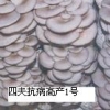 平菇菌种