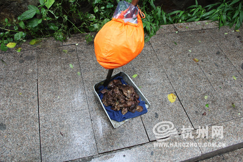 杭州大雨后  路边树干长出木耳