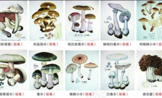 10种常见毒蘑菇不可食用