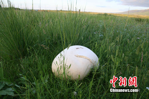 新疆昭苏草原上现硕大&ldquo;蘑菇王&rdquo;重达3.7公斤