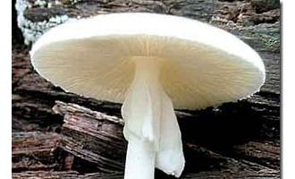 地球上最恐怖的致命杀手之一伞形毒菌—灭绝师太