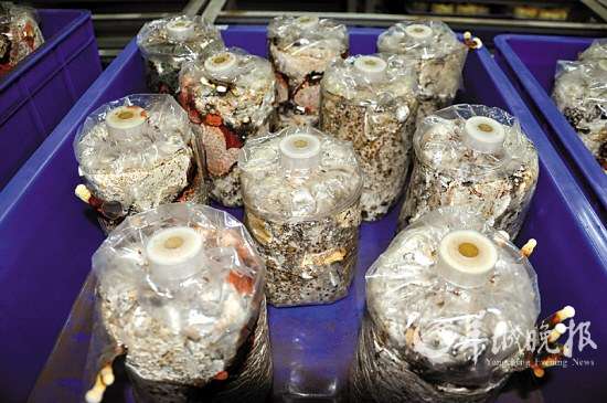 培育中的非洲蘑菇▲