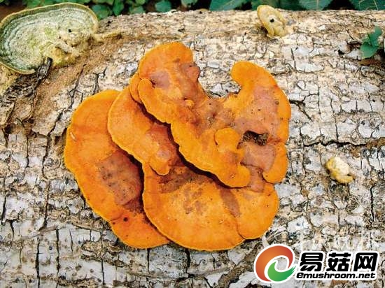 野生血红密孔菌▲