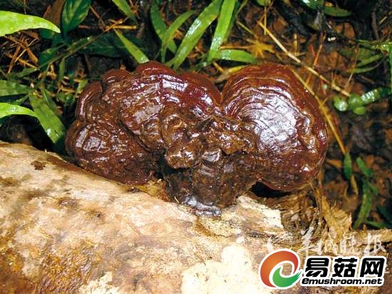 野生无柄紫灵芝▲