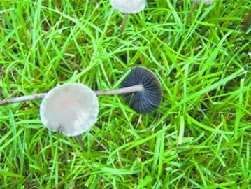 呕吐、腹泻、手脚无力、视觉模糊……6月29日晚10时左右, 39岁的赵女士被紧急送进大连大学附属中山医院急诊室,就在1个多小时前,她刚刚吃过自己从草坪上采摘的野蘑菇。