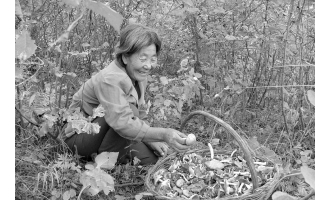 雨后蘑菇 年年都有误食者(图)