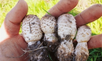 八种“早产”蘑菇四种不能吃