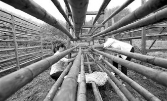 湖北宣恩县：种菇忙建“吊脚楼”