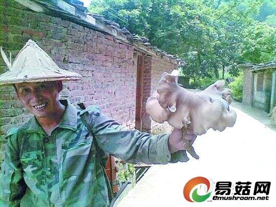 野生大蘑菇体重一公斤