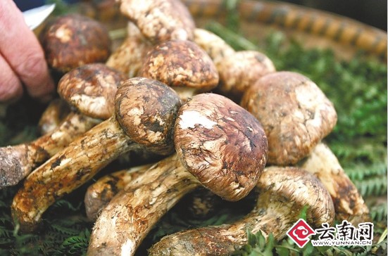 农贸市场销售的松茸（资料图） 本报记者 周明佳 摄