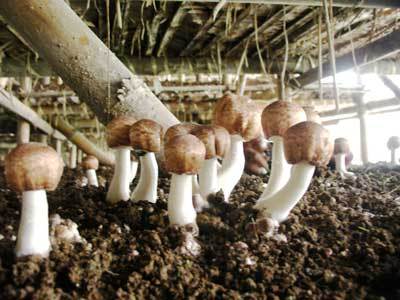 临翔区勐托村民成功引种姬松茸