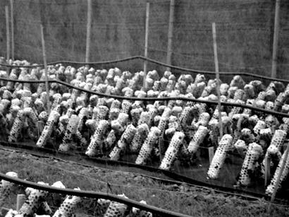 掌握关键技术 袋栽黑木耳不难(图)