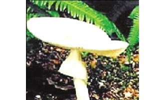 多雨季节采食蘑菇要谨慎