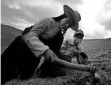 冬虫夏草采挖现场