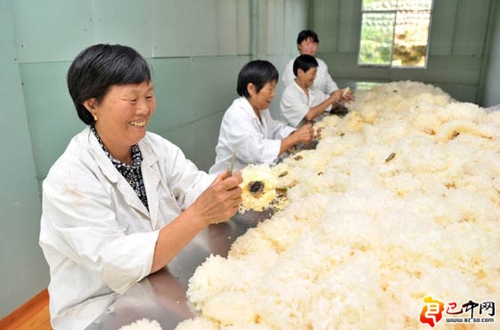 通江县周子坪村村民整理即将包装销售的银耳