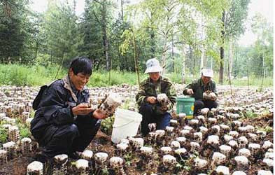 黑龙江伊春：五星河木耳又到丰收时