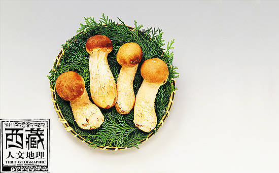 林芝松茸 林芝松茸